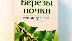Березовые почки: инструкция по применению в Спортмастер