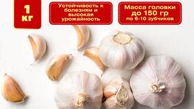 Сколько стоит килограмм чеснока в Пятерочке в Спортмастер